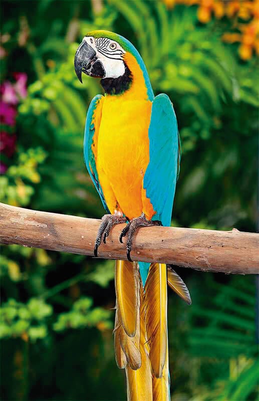 parrot-cmyk