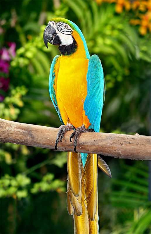 parrot-rgb